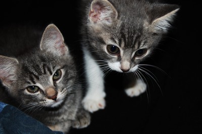 Två av kattungarna från i sommras :)   Baribe och Syrran <3333