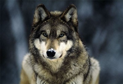 Sarloos Wolfhound