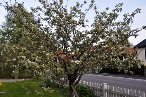 2010-06-02 Äppelträdet är som finast nu, när det just har börjat blomma!