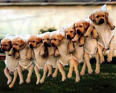 Puppies_onstring