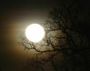 The dying oak and the smiling Moon