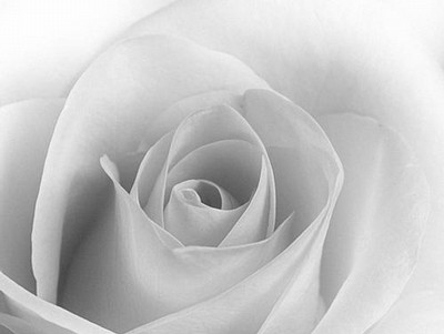 Beautiful rose. 