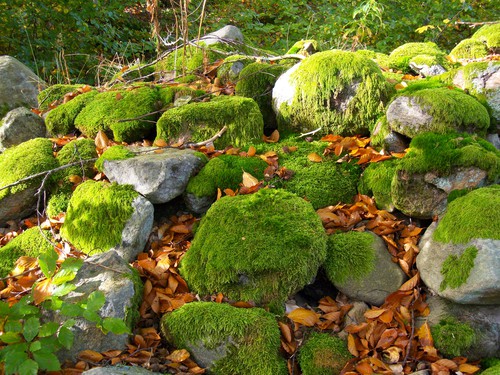 Dessa stenar har lika mycket gräs som vår mossmatta hemma..