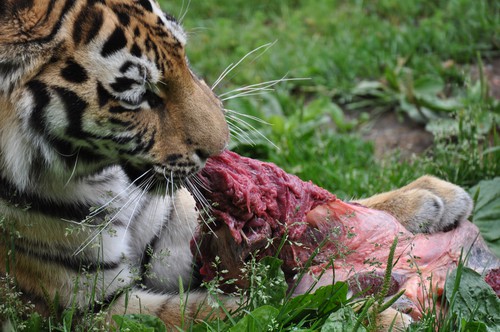 kolmården tiger tigrar djurpark