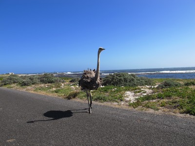 Ostrich on the road, we had to stop again!