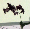 Pippi på orchide