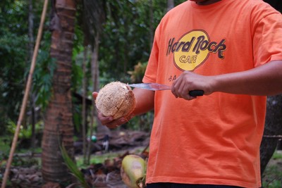 Guiden skalar en kokosnöt och häller ut mjölken