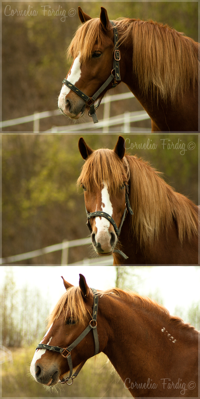 Hästbilder 2