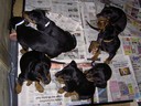 sju stycken Kopov hundvalpar