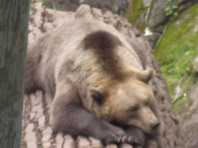 Björnen på skansen e lite trött....Björnen sover björnen sover i sitt lugna bo......