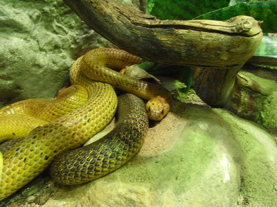 En tjusig orm