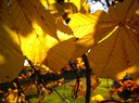 Här kommer några blad i när bild där solen leker