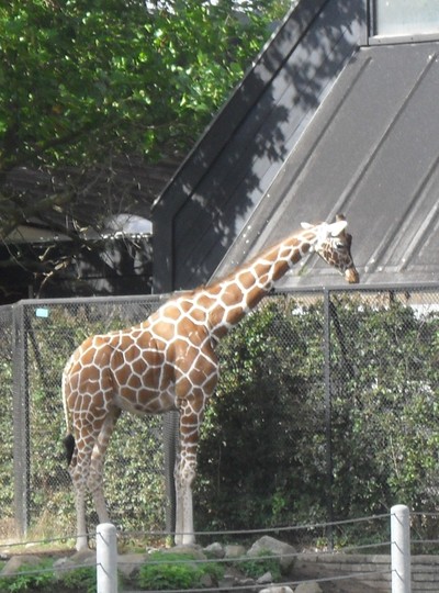 giraff :)