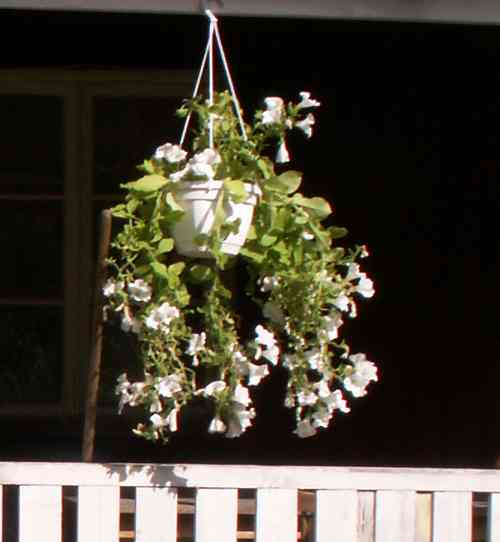 Bild ampel mes vit petunia på verandan