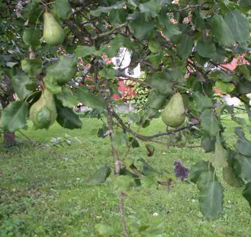 Bild päron på grenar och Sune i ett hörn nedanför