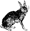hare_1_md