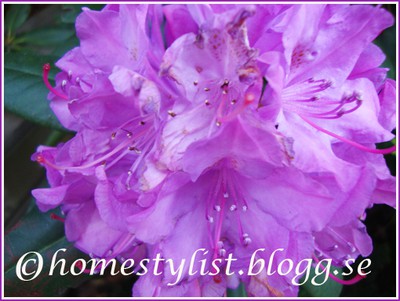 Lila Rhododendron. Copyright homestylist.blogg.se