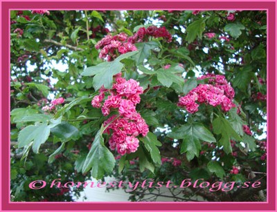 A tree with pink flowers. Copyright homestylist.blogg.se