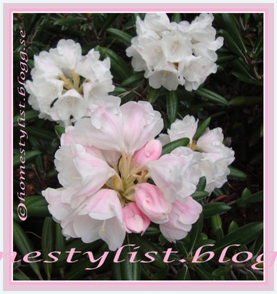 Rosavit rhododendron. Copyright homestylist.blogg.se