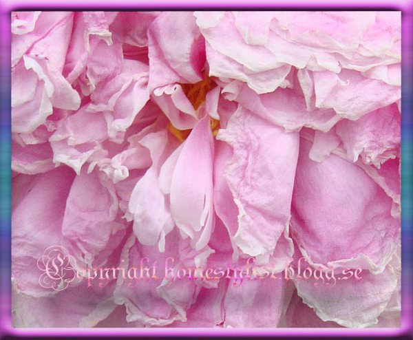 Detalj av rosa blomma. Copyright homestylist.blogg.se