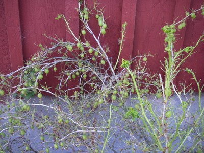 Såhär såg min krusbärsbuske ut efter att ha blivit angripen av krusbärsstekelns larver. 