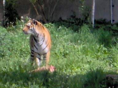 tigern äter kött