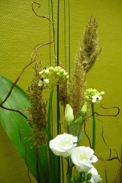 Vass, steelgrass, prärieklocka och ornitogalum...