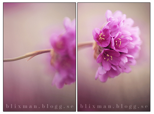 Trift blomster - foto: Eva Blixman
