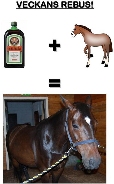 Vad tror ni hästen heter?