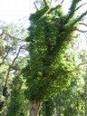 Ett träd fullt med Murgröna