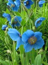 En ovanligt blå blomma