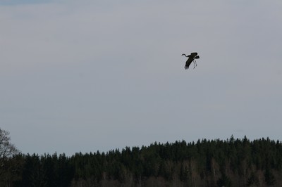 En ensam trana går in för landning vid Hornborgasjön.