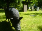 Vykort från helgen med grisvakt: Hej husse och matte! Jag är på långpromenad. Gissa vart jag är. :-) /Rufus