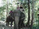 elefant trekking pa Koh Chang