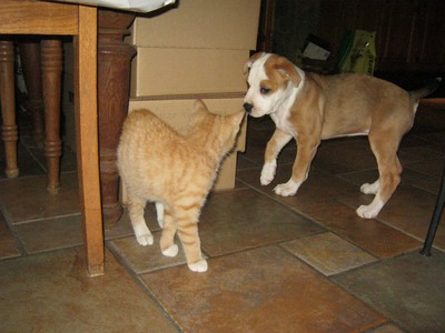 Xena meets a new cat
