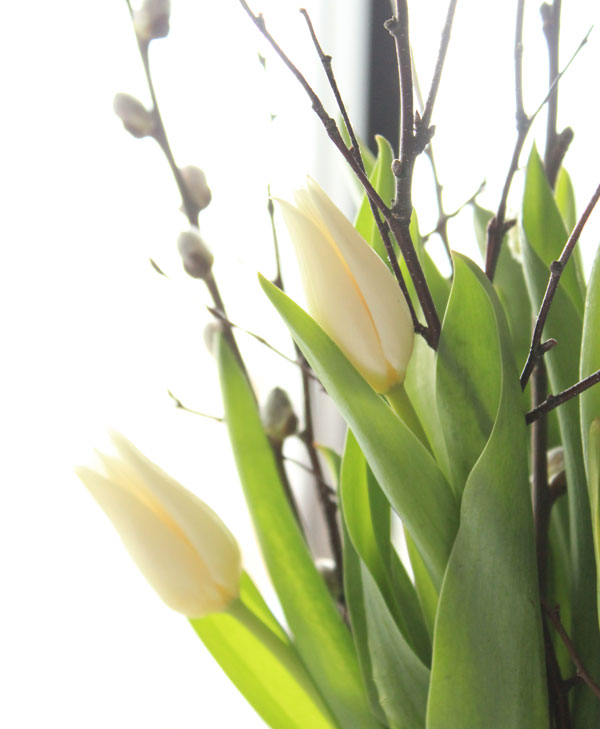 tulips, amethyst