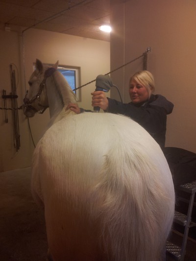 finaste ponnyn i Januari -12  Här blir hon behandlad av vår kiropraktor ^^