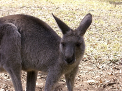 kangaroo 4.