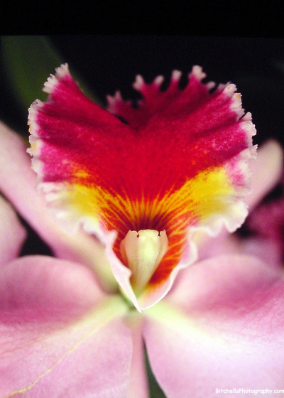 orkidée för skönhetens skull