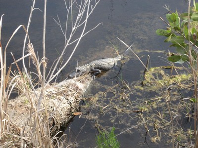 Bebis alligator