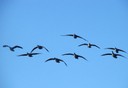 Canada geese approaching