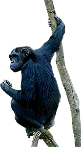 schimpans - för er som ej vet