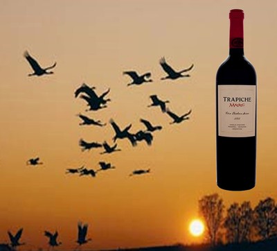 Argentinskt vin av druvan Malbec. Trapiche  Malbec Viña Fausto Orellana 2005 Mendoza