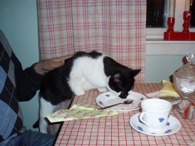 Katten Malin äter tårta