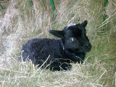 En söt liten lammunge som föddes i lördags den 20 mars!