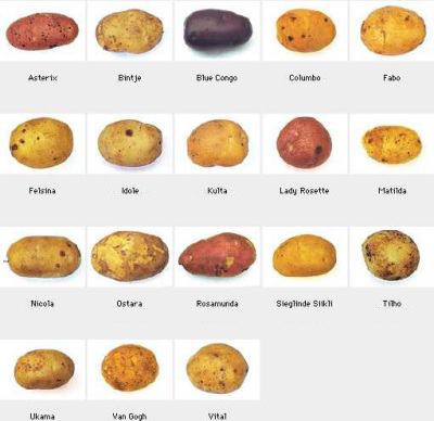 Jag skalar potatis så jäkla bra när jag är frustrerad