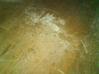 Så här ser det ut på golvet om man har en chinchilla...
