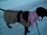 Heija tycker också de är kallt ute och visar klart å tydligt att hon vill ha både täcke å halsduk när vi ska ut!
