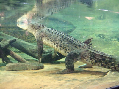 krokodil under ytan