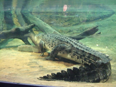 krokodil 2